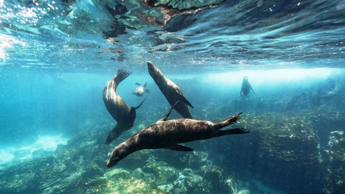 Lobos marinos bajo el agua en Galápagos