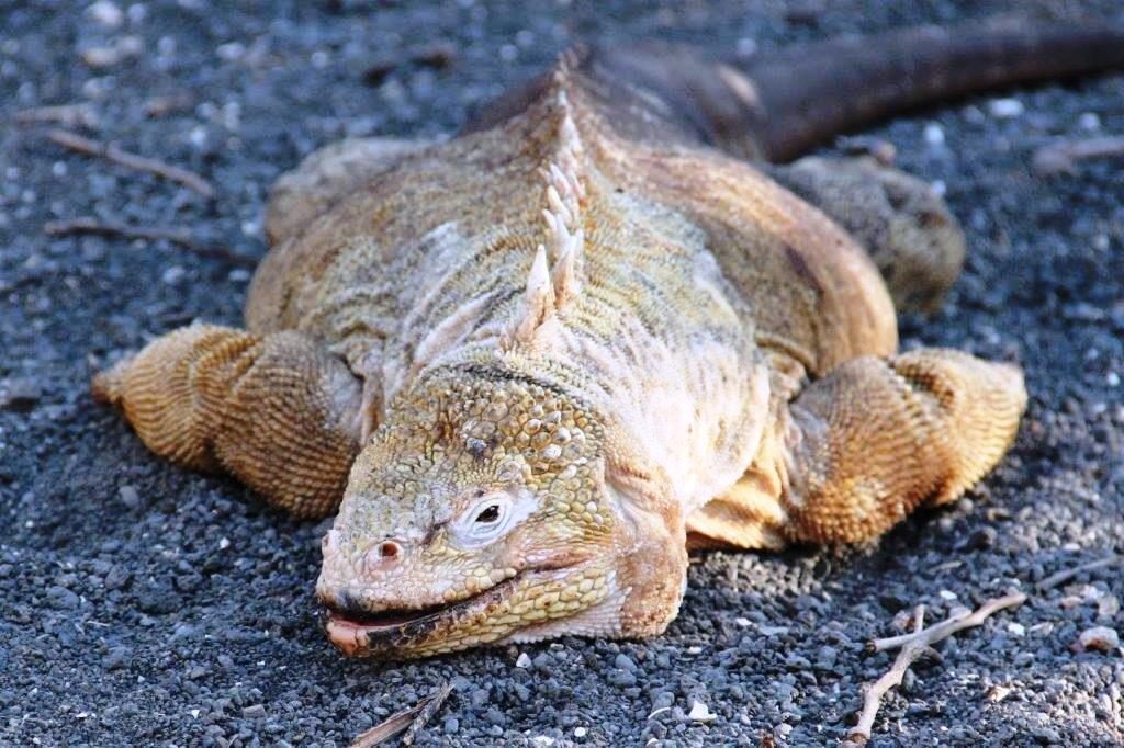 Familia Takken · iguana terrestre