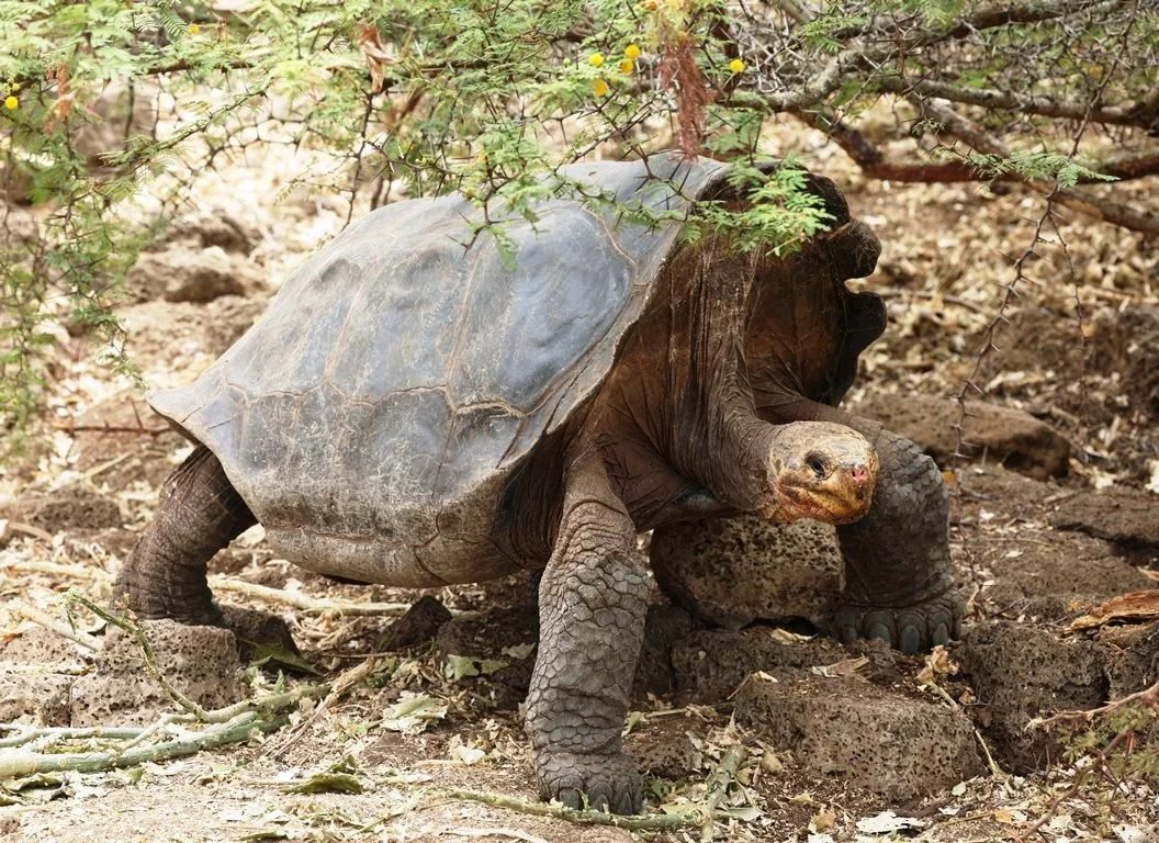 Familia Vancoillie · tortuga gigante