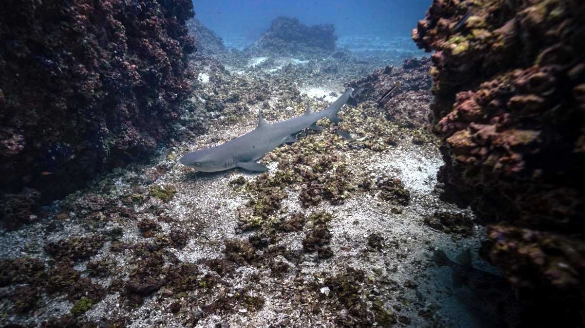 Familia Vangerven · tiburón de punta blanca