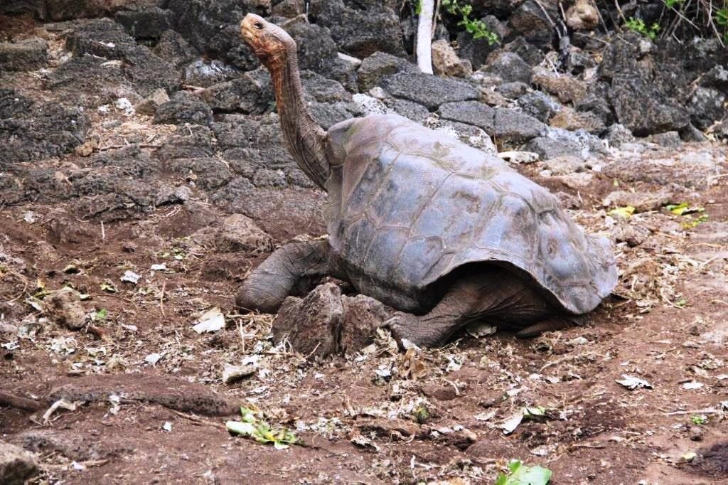 Familia Takken · tortuga gigante